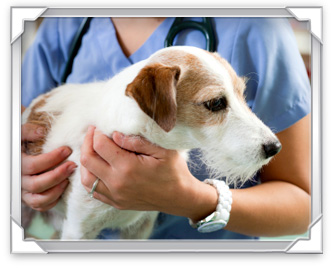 veterinary services, chesterfield